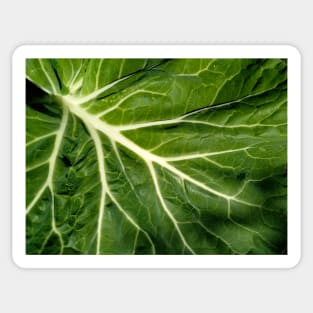 Collard leaf Sticker